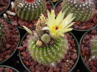 Parodia werdermanniana