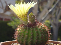 Parodia werdermanniana