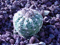 Parodia werneri