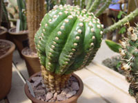 Parodia werneri