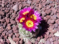 Parodia werneri