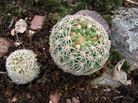 Parodia werneri