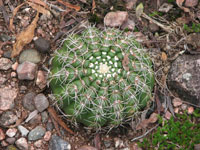 Parodia werneri