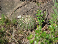 Parodia werneri