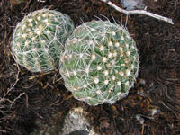 Parodia werneri