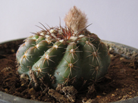 Parodia werneri