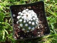 Pediocactus winkleri