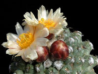 Pediocactus winkleri