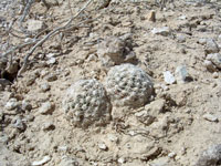 Pediocactus winkleri