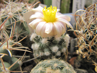 Pediocactus winkleri