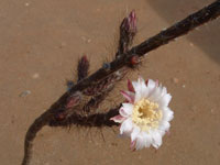 Peniocereus zopilotensis