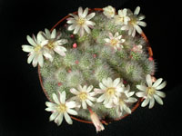 Rebutia albiflora