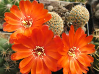 Rebutia albopectinata