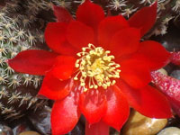 Rebutia albopectinata