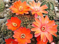 Rebutia pygmaea