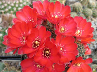 Rebutia pygmaea