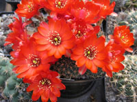 Rebutia pygmaea