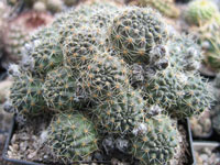 Rebutia pygmaea