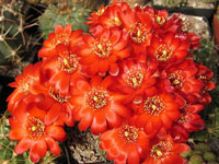 Rebutia pygmaea