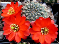 Rebutia pygmaea