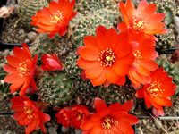 Rebutia pygmaea