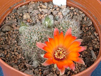 Rebutia aureiflora