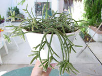 Rhipsalis baccifera