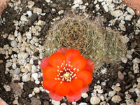 Rebutia brunescens