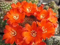 Rebutia brunescens