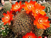 Rebutia brunescens