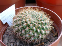 Rebutia caineana