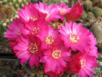 Rebutia caineana