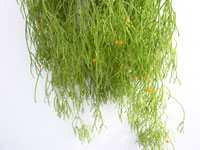 Rhipsalis campos-portoana