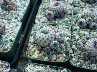 Rebutia canigueralii