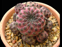 Rebutia canigueralii