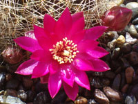 Rebutia canigueralii