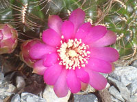 Rebutia canigueralii