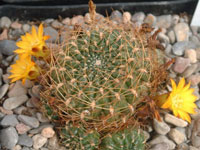 Rebutia cardenasiana