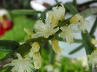 Rhipsalis grandiflora