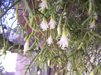 Rhipsalis cereuscula