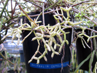 Rhipsalis cereuscula