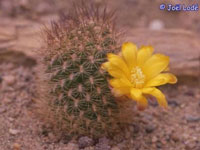 Rebutia cylindrica