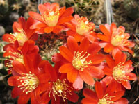 Rebutia deminuta