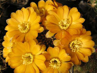 Rebutia einsteinii