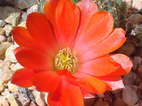 Rebutia einsteinii