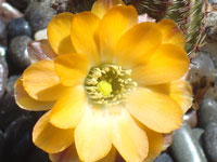 Rebutia einsteinii