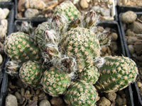 Rebutia einsteinii