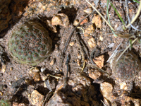 Rebutia einsteinii