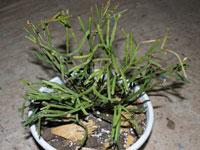 Rhipsalis ewaldiana