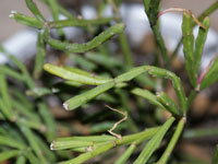 Rhipsalis ewaldiana